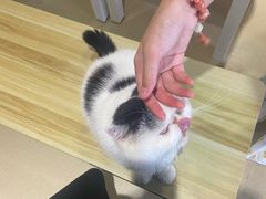 -藏猫猫咖啡主题馆(中央大道店)
