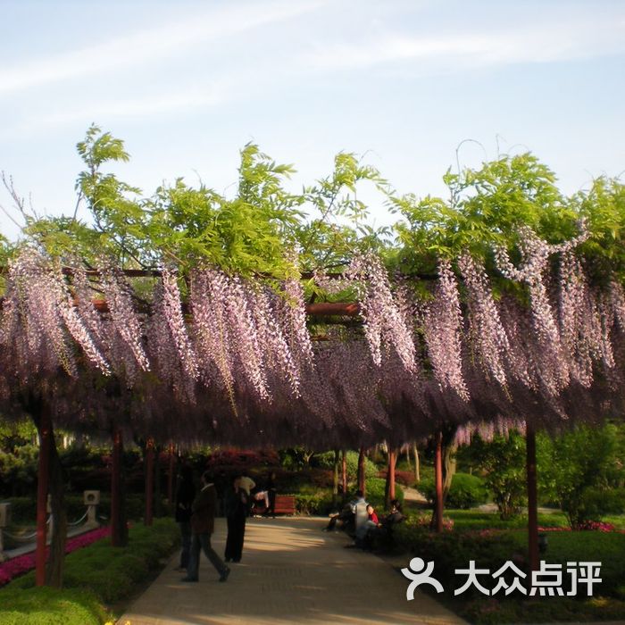 嘉定紫藤園dscn1778圖片-北京公園-大眾點評網