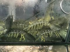 -凯华海鲜火锅·传承三十六年