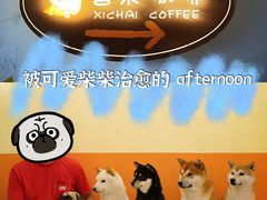 -喜柴咖啡·柴犬狗咖