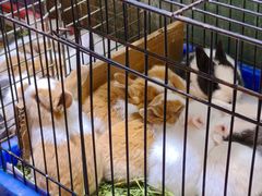 -双季花艺园艺市场(浦东店)