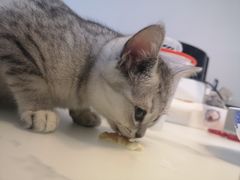 -小路易生煎馆(前进五路店)