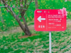 -顾村公园