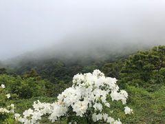 -梧桐山风景名胜区