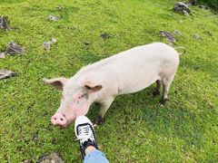 -硗碛藏寨·神木垒景区