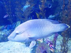 -太平洋海底世界