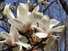 -好利来(新华百货店)