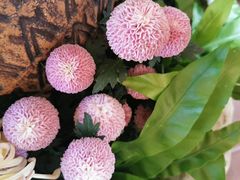 -东南花都花博园