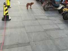 -汉堡王(金鹰天地广场店)