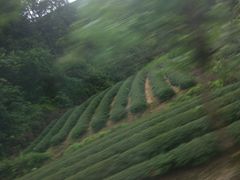 -九曲溪竹筏码头