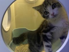 -小猫来了·猫舍(红山六九七九店)