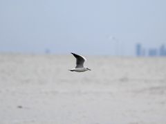 -海滨浴场