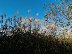 -长广溪湿地公园