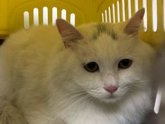-关爱宠物医院·猫科中心·消化科(滨湖万达分院)