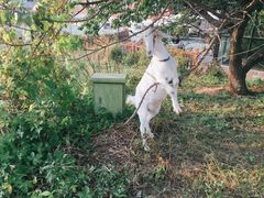 -北马山庄植趣咖啡