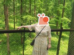 -黄海国家森林公园