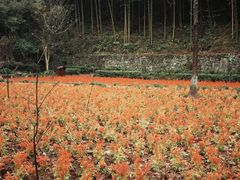 -莫干山风景区