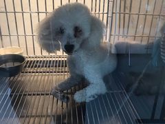 -顺强宠物诊所·狂犬免疫·夜诊·骨科(嘉定店)