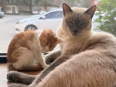 -豆逗聊愈猫阁Easy Life