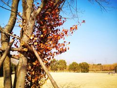 -广富林郊野公园