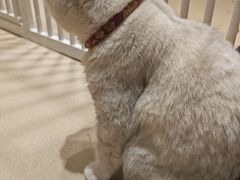 -藏猫猫咖啡主题馆(中央大道店)