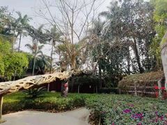 -瑞丽独树成林风景区