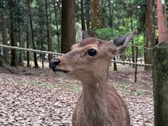 -奈良公园