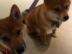 -逗柴咖啡屋·狗咖猫咖宠物桌游