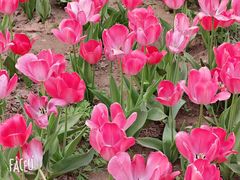 -石家庄市植物园