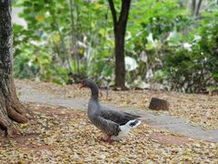 -华雅花园大酒店