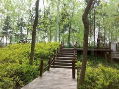 -合肥滨湖国家森林公园