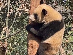 -都江堰中华大熊猫苑
