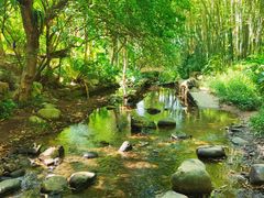 -深圳仙湖植物园
