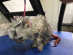 -酷狗靓猫宠物·洗护·美容·寄养(航北路店)