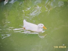 -青羊宫