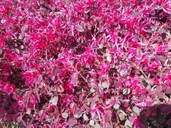 -高东镇樱花园