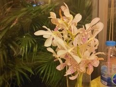 -Kinnaree by Vanessa WU