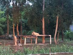 -清迈夜间动物园