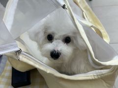 -翊宠yipet猫狗购宠庄园犬舍•猫舍