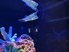 -上海海洋水族馆