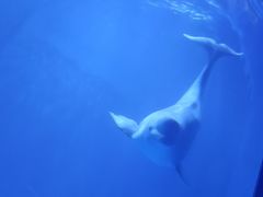 -多彩贵州城极地海洋世界