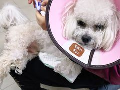 -爱侣宠医·鹦鹉专科·小型哺乳类·异宠专科(灵石路店)