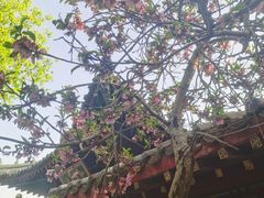 -桃花堤公园