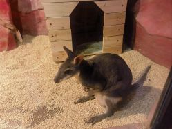 -Zoolung Zoolung动物主题公园(海信广场店)