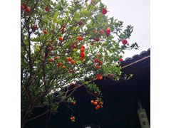 -安仁古镇