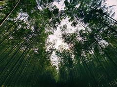 -大奇山国家森林公园