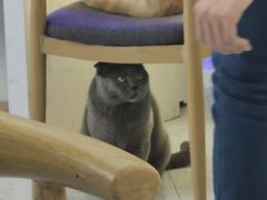 -喵园·猫主题咖啡厅·撸猫·猫咖(国贸店)