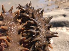 -宫品海参专卖店(静安大宁店)