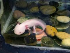 -上海大自然野生昆虫馆(东方明珠·爬宠昆虫探索中心)
