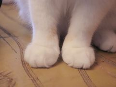 -猫猫幼稚园·撸猫·桌游·电玩
